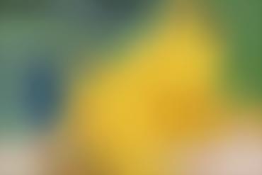 Lesbian Caught Scissoring Lunchlady Dora Miss Hoover Milf Sex