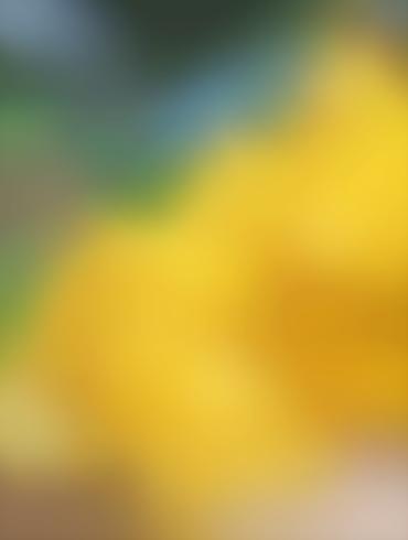 Lesbian Caught Scissoring Lunchlady Dora Miss Hoover Milf Sex